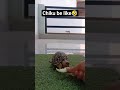 akhir kya hua 😱?/chiku🐢 ko kyu aya gussa? #trendingshorts #viral #trending #explore