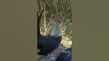 Her Tail - Bantam Phoenix Hen Qaib Dib Tw