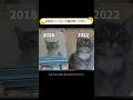 4年前に亡くなった猫が帰ってきた。【猫の感動する話】 #猫 #保護 #家族 #感動 #感動猫 #保護猫 #猫のいる暮らし #cat
