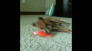 Nike vs. Rubber Chicken