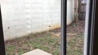 381 Springbottom Court Lawrenceville GA 30045