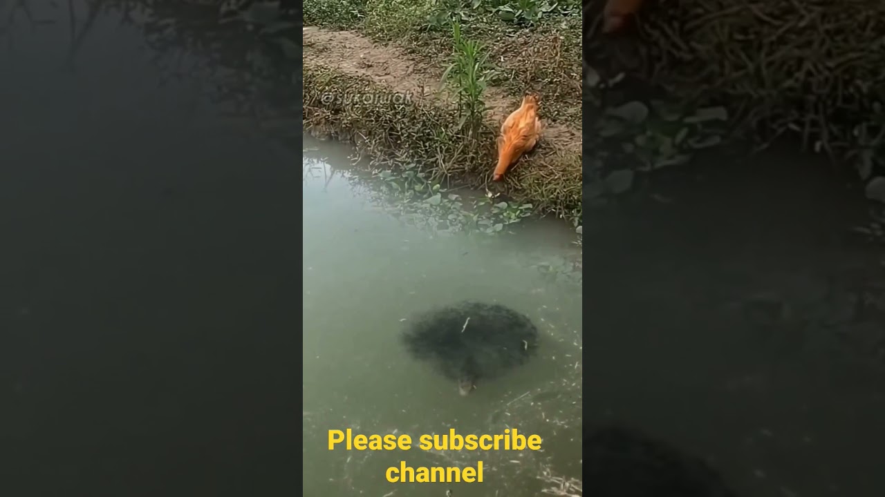 snakehead fish attack on chicken 😱😱😱😱😱🦈🦈🦈 