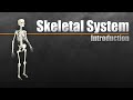 The Essential Functions and Structure of the Human Skeleton