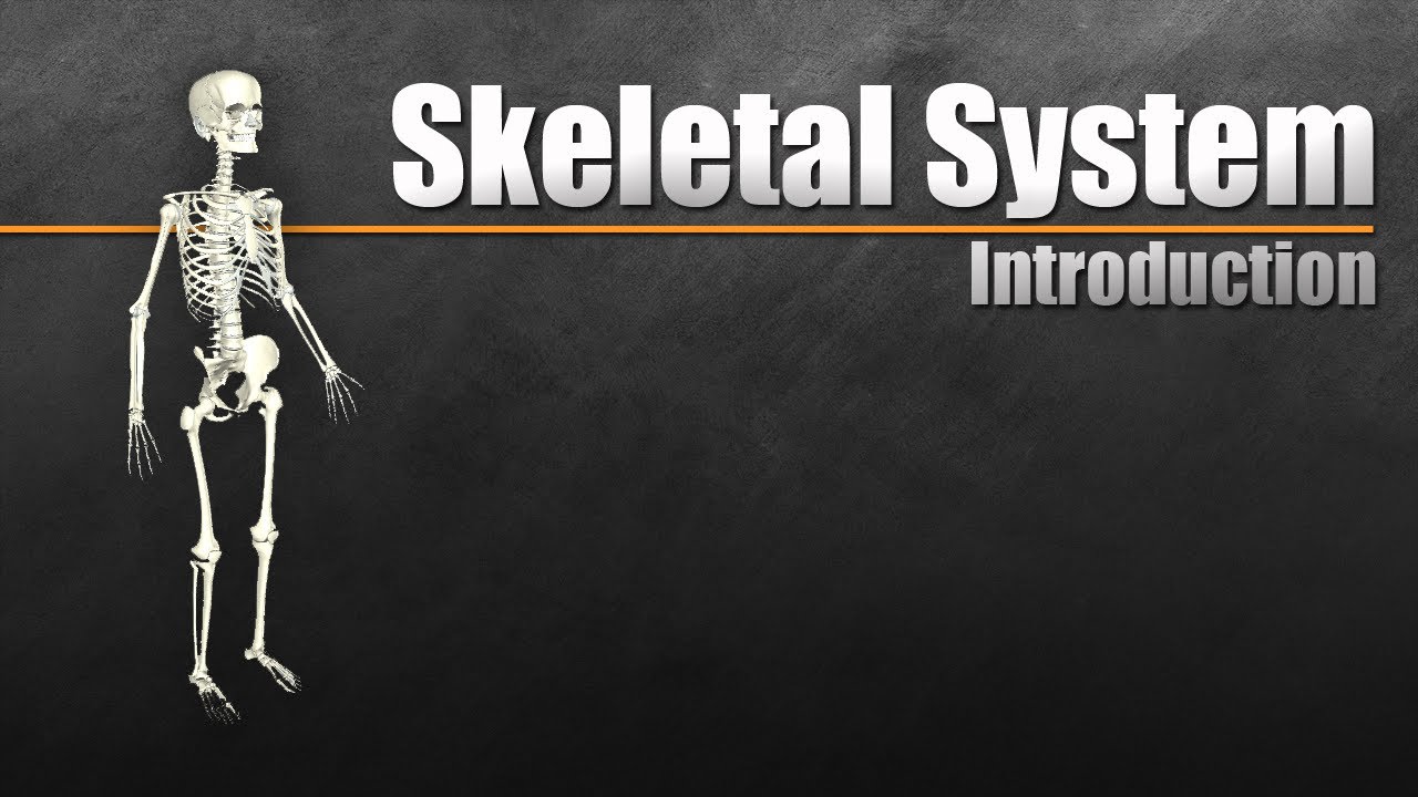 skeletal system video presentation