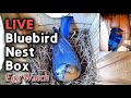 🔴 LIVE Bluebird Nest Box - Brood #2 -  Egg Watch