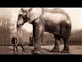 THE BIGGEST ELEPHANT IN THE WORLD