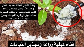 وصفة سحرية للقضاء على مشاكل النباتات والتخلص من النمل دون رجعه  بثلاث طرق قوية وآمنة وفعالة