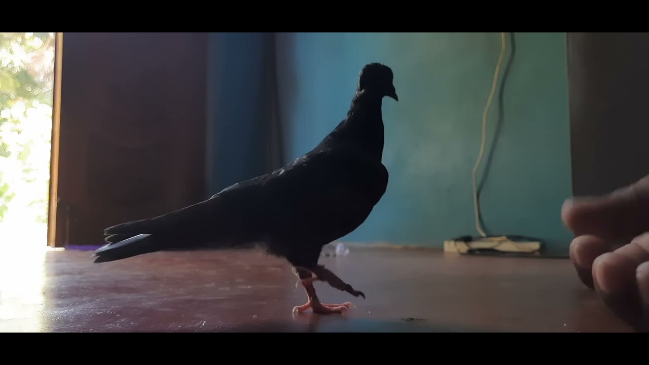 how-to-hand-feed-a-pigeon-youtube