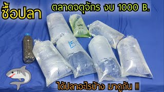 ไปซื้อปลาตลาดจตุจักร งบ 1000 บาท ได้ปลาอะไรบ้าง มาดูกัน 🐬