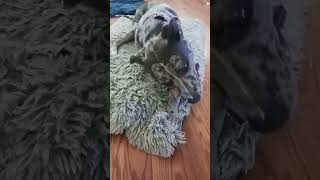 Athena Got A Lobster lobster rocklobster dog dogs pitbull amstaff