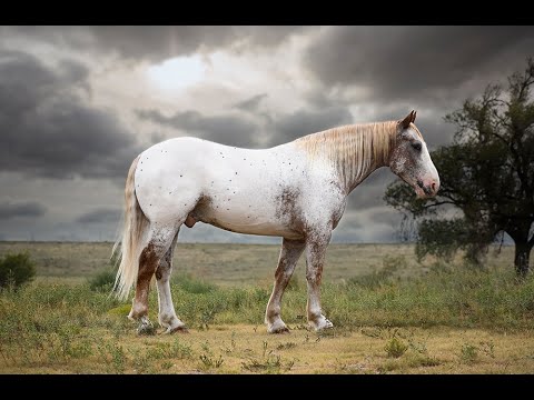 Lot 1, Aflac, offered by SKC Livestock @ Diamonds in the Desert Premier