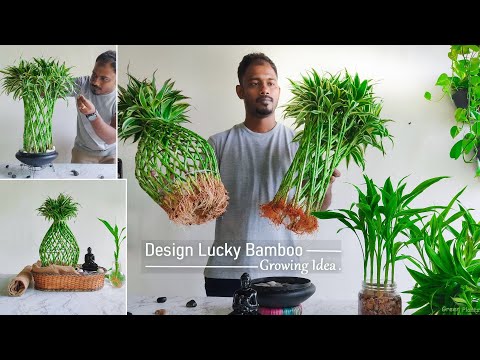 Grow Design Lucky Bamboo in Water & Rocks | Lucky Bamboo Water Care & Growing Tips//GREEN