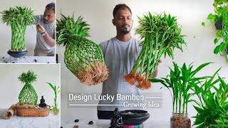 Grow Design Lucky Bamboo in Water & Rocks | Lucky Bamboo Water Care & Growing Tips//GREEN PLANTS