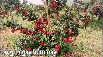 HẠT GIỐNG LỰU ĐỎ AI CẬP NHẬP KHẨU