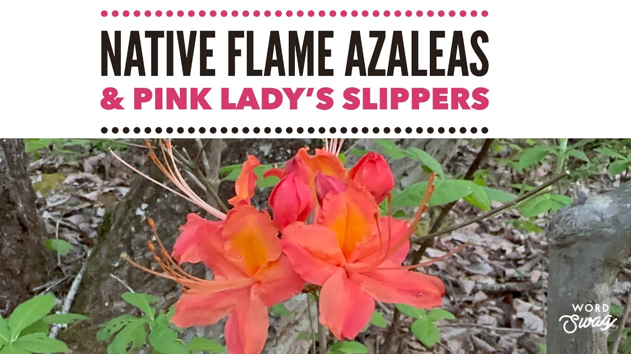 FLAME AZALEAS & PINK LADY’s SLIPPERS!  