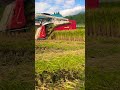 Harvesting rice #agriculture #dji #drone #rice #トラクター #ヤンマー #tractor #田んぼ #shorts