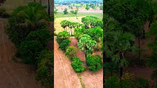Top Sky Views Of Palm Trees In Cambodia #countryside #nature #palmtree