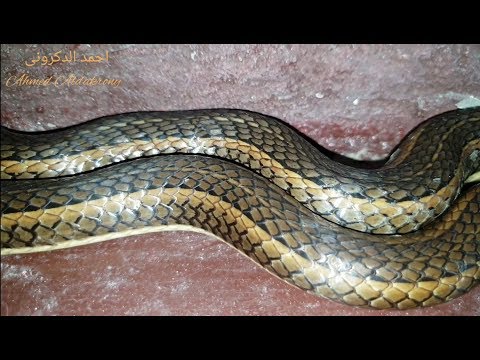 الثعبان الأكثر عددا وانتشارا فى مصر ابو السيور   وأهم المعلومات عنه