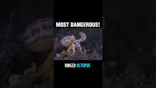 Blue Ringed Octopus 💙💀 | Most Toxic Sea Creature