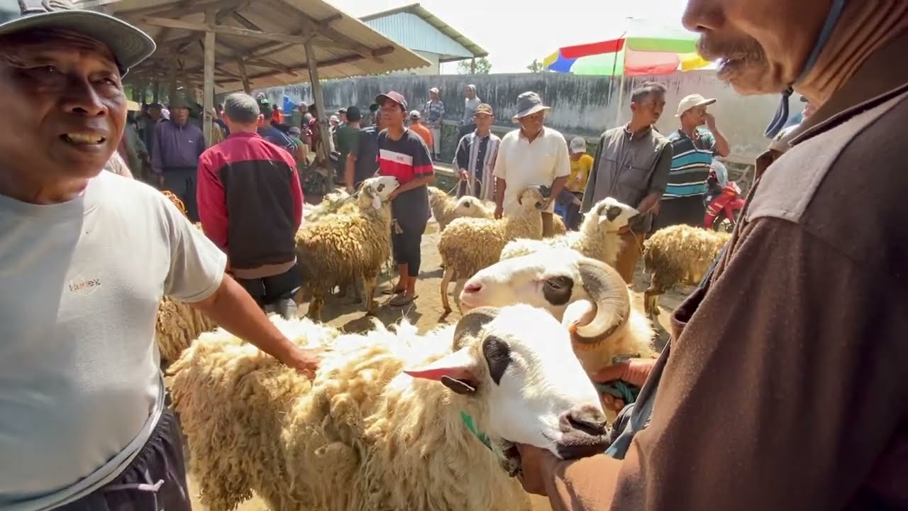Update Harga Pasaran Hewan Kambing Domba Qurban Pasar Kliwon Muntilan Magelang Jawa Tengah Hari Ini