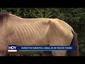Chiclayo: Darán tratamiento a caballos de paso en Tumán