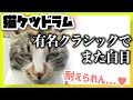 【ネコケツドラム】せがまれたので「剣の舞」叩いてみた - Cheap Trick - Spanking the Cat - Sabre Dance