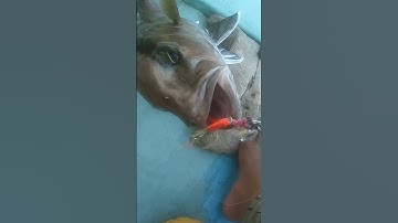 Jig cá cam hòn Bố khám phú quý