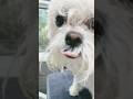 🐶I FOUND YOU 🥺🐾 #fluffydog #mobilegrooming #doggroomer #dogshorts #cute #viralvideo #shorts