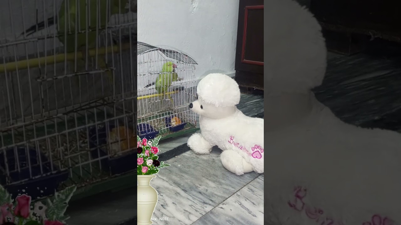 Parrot fighting with a toy dog 