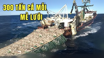 Bên Trong Siêu TÀU ĐÁNH CÁ Lớn Nhất Thế giới: Cơn Ác Mộng "Vét Cạn" Cả Đại Dương