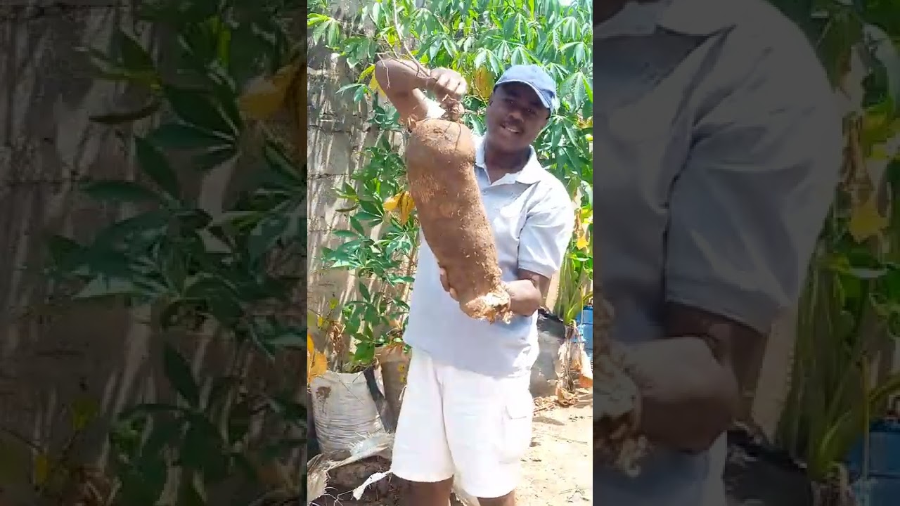 Sack Farming (Sacgriculture):2022 yam harvest Video 1