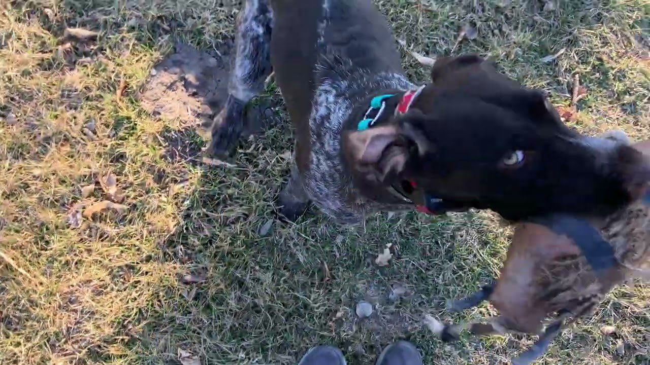 Early Blind Retrieve with 7-month old Deutsch Drahthaar