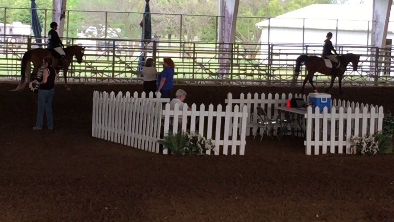 Region 13 Arabian Sport Horse Under Saddle AOTR Armanni's Carmen Copy