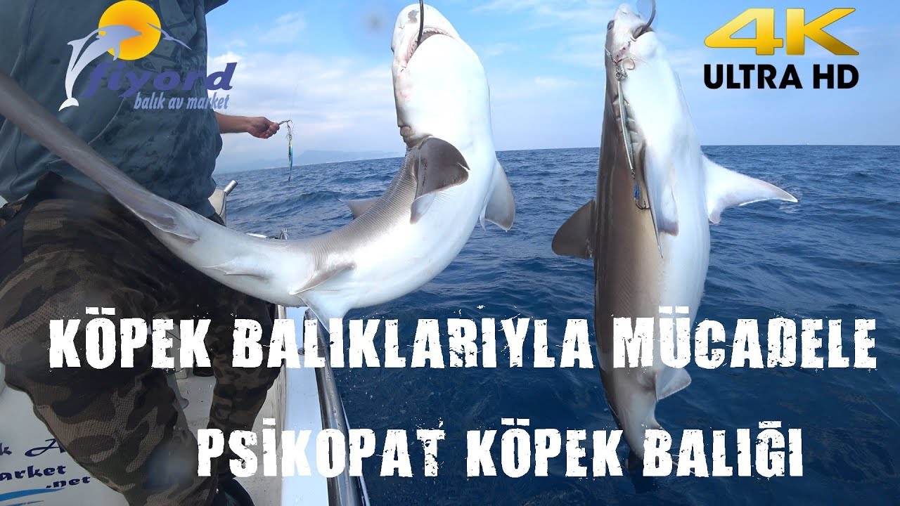 Psikopat Kopek Baliklariyla Mucadele Antalyada Kopek Baligi Avi Shark Hunting Jigging Balik Avi Youtube