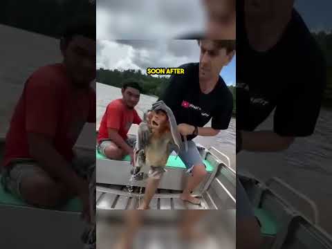 This Little Monkey Rescued From A River 