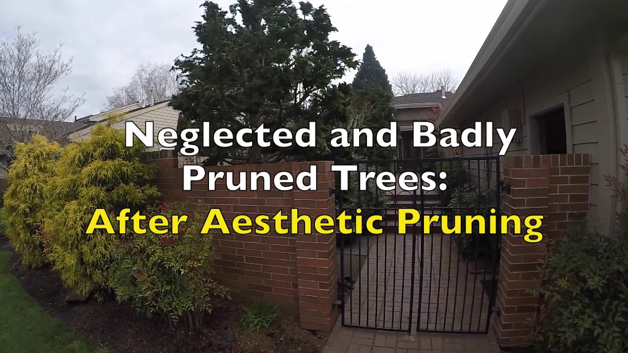 Nathan Beautifies Butchered Trees Thru Aesthetic Pruning YouTube