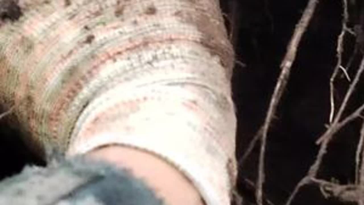 这个季节的鸡枞虽然不多 但又大又深，又是收获满满的一天#鸡枞 #捡菌子