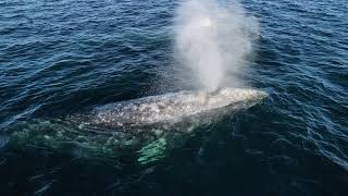 A Winter Afternoon Spent With Gray Whales And A Blue Whale