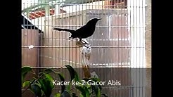 Komparasi Kacer Lokal Ngriwik dan Kacer Gacor Mantap  - Durasi: 7:26. 