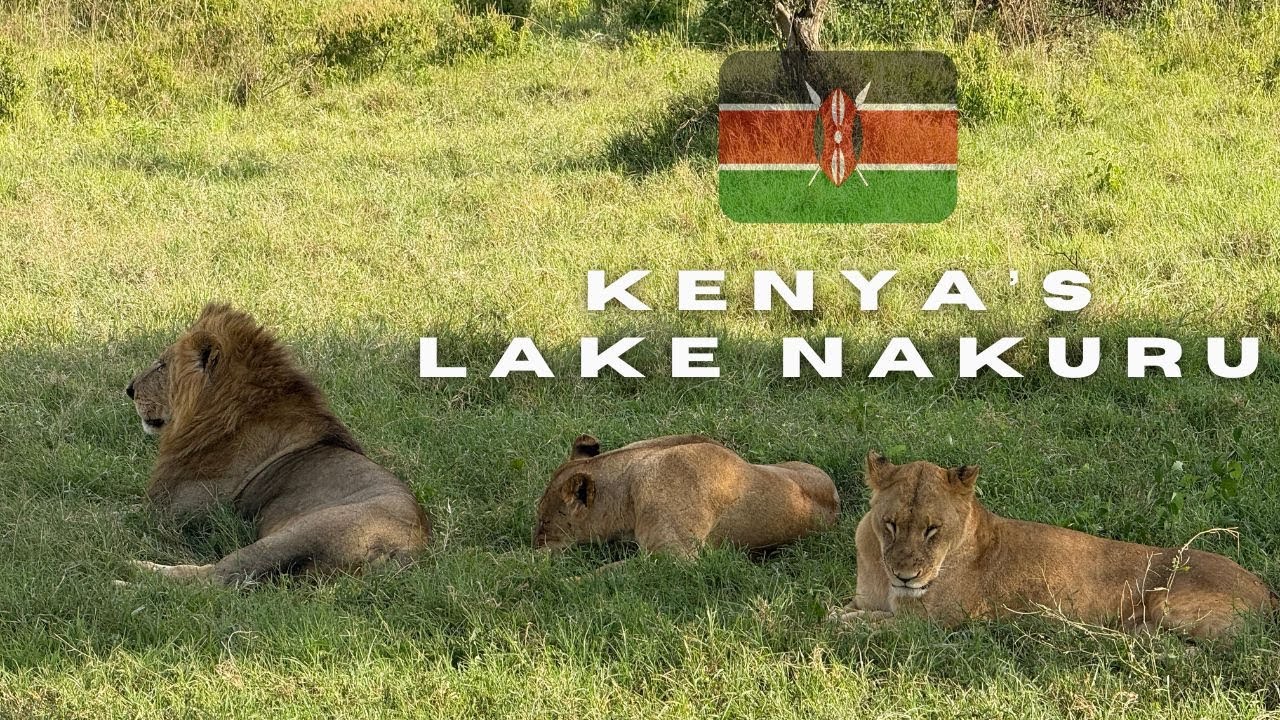 Once in a lifetime Game Drive in Kenya’s Lake Nakuru