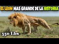 Batia | el LEÓN MAS GRANDE de la HISTORIA !