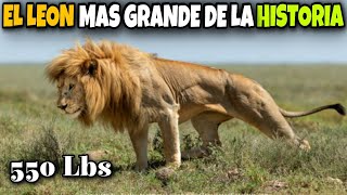 Batia | el LEÓN MAS GRANDE de la HISTORIA !