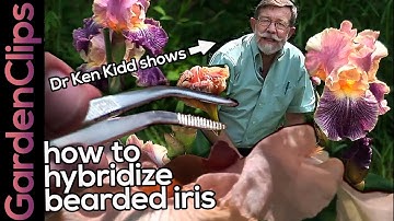 How to Hybridize Iris - Easy Step by Step Demonstration - Iris Genetics & Hybridizing