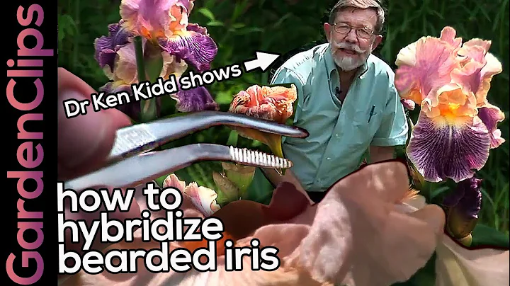 How to Hybridize Iris - Detailed Demonstration by ...