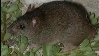 First mammal driven extinct by climate change