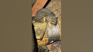 Got squirrels 🐿️!! This attic does