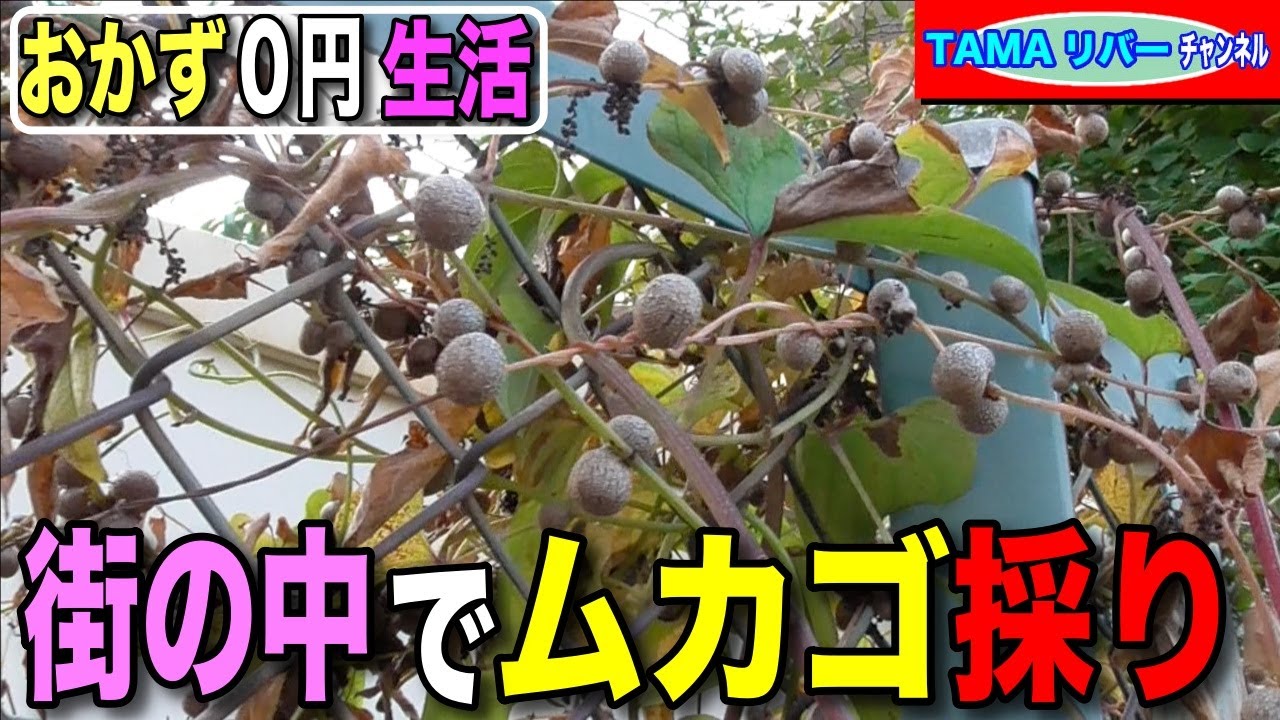おかず0円生活】街の中でムカゴ採り♪ - YouTube