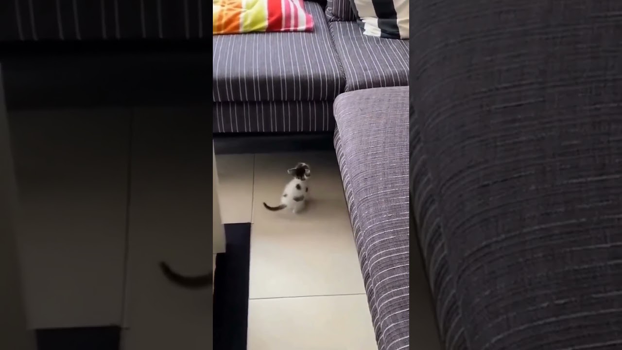 Cat Lovers Unite! Adorable Kittens of Instagram