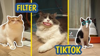 EFEK TIKTOK KUCING YANG LAGI VIRAL