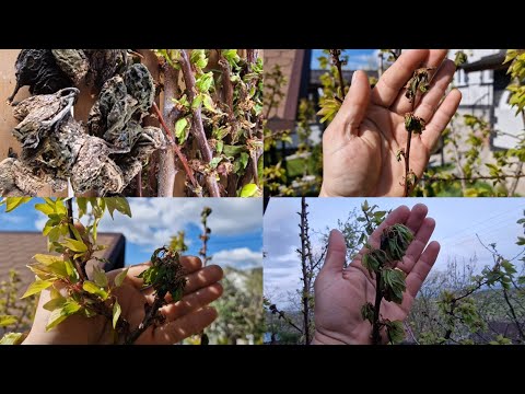 Video: Apricot Fruit Tree Spray: Kaj škropiti na marelična drevesa na vrtu